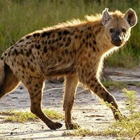 hyena