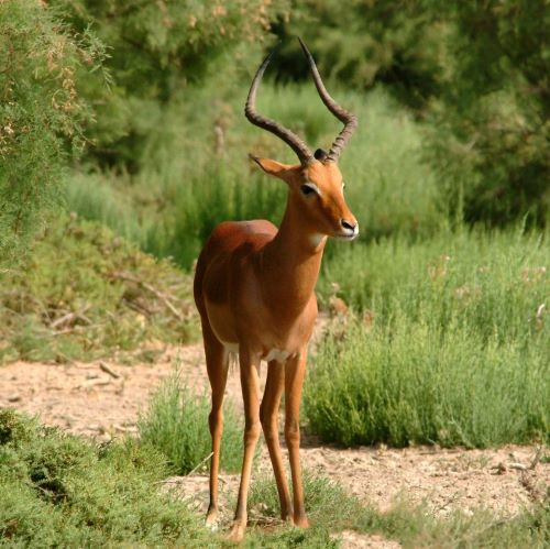 impala