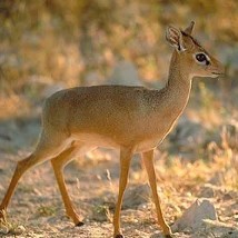 dikdik kirkov kirk