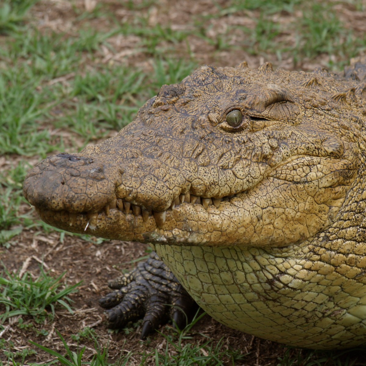 krokodil