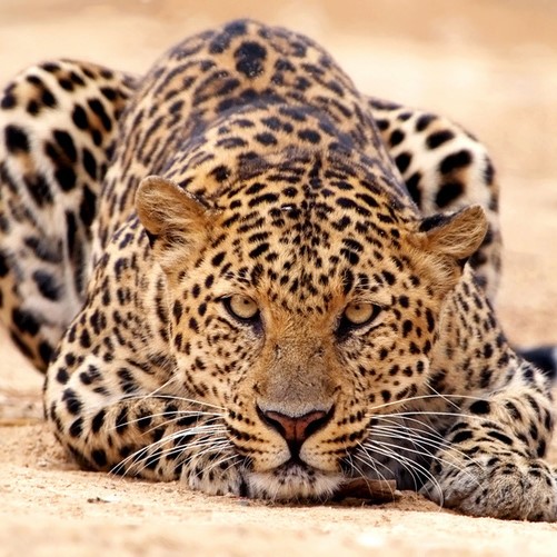 leopard