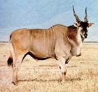 antilopa