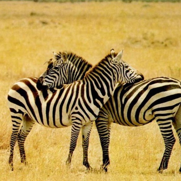 zebra