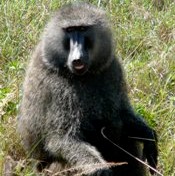 pavian babuin – baboon